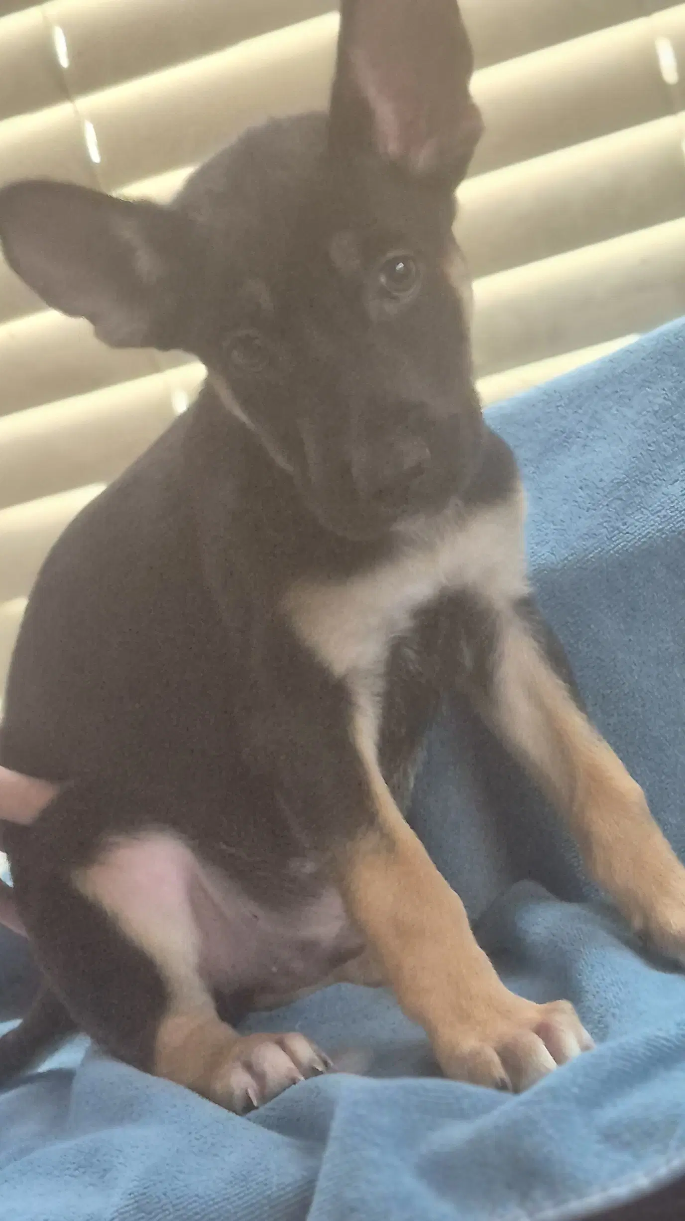 Cyclone - German Shepherd Dog