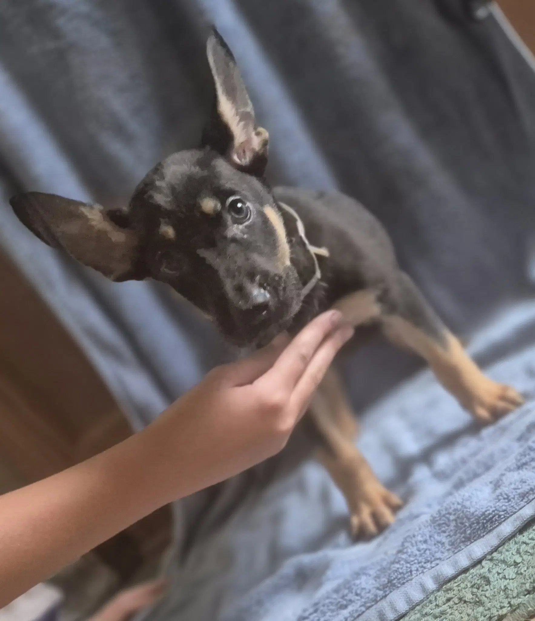 Hurricane - German Shepherd Dog