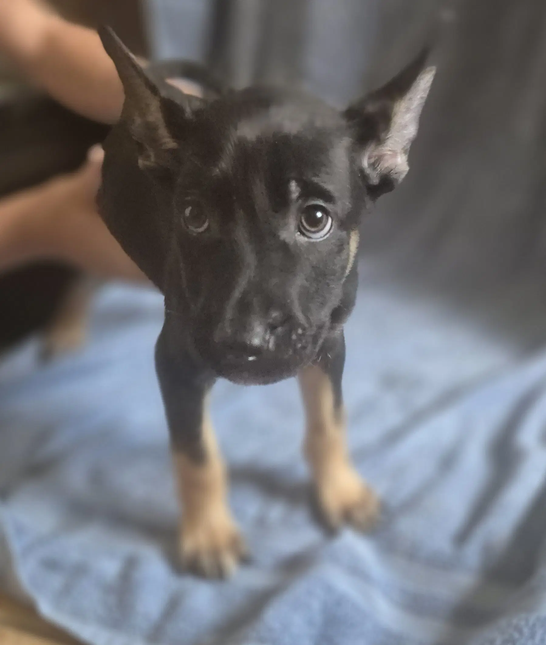 Sprinkle - German Shepherd Dog