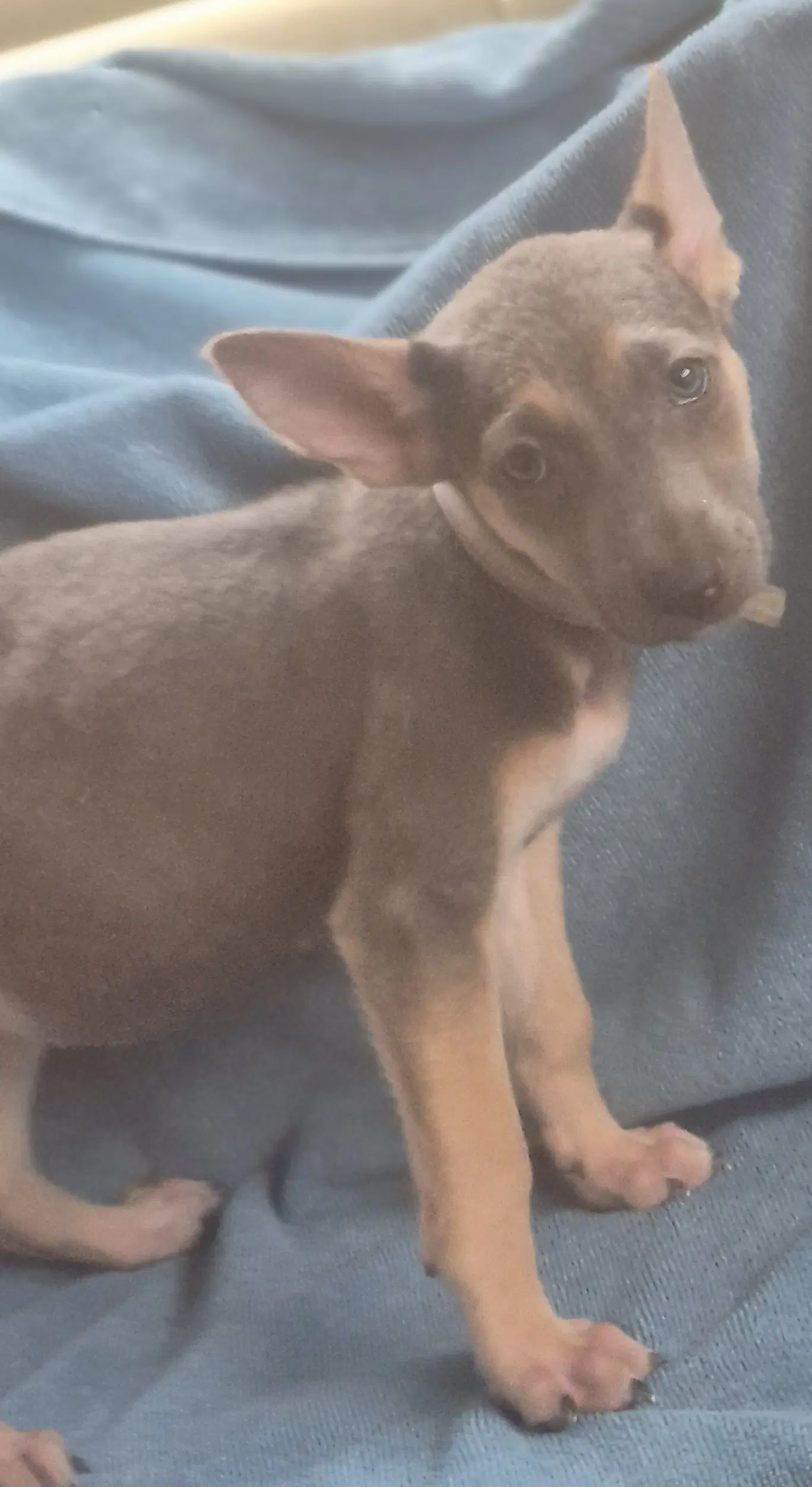 Raindrop - German Shepherd Dog