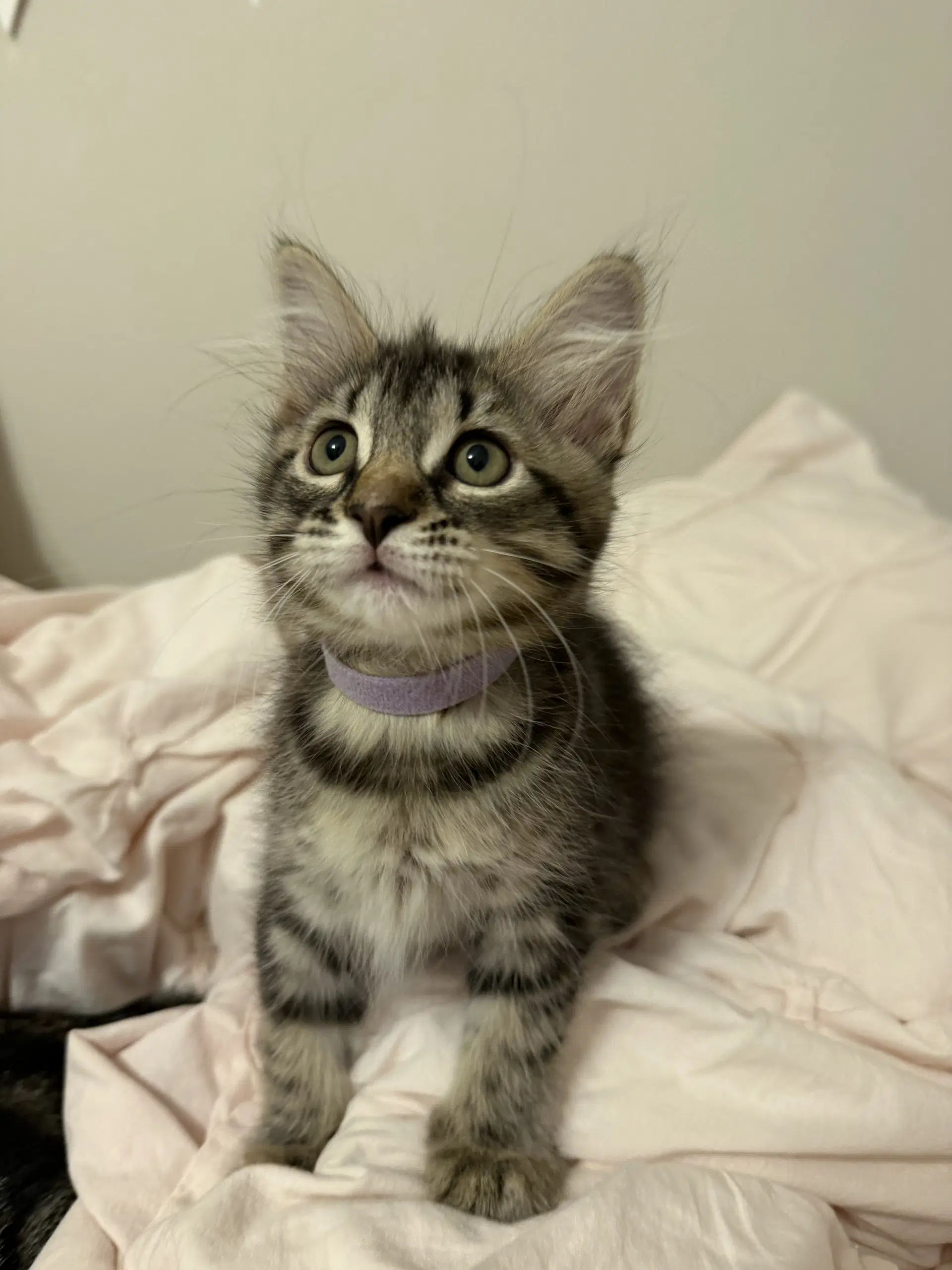 Cranberry - Domestic Medium Hair