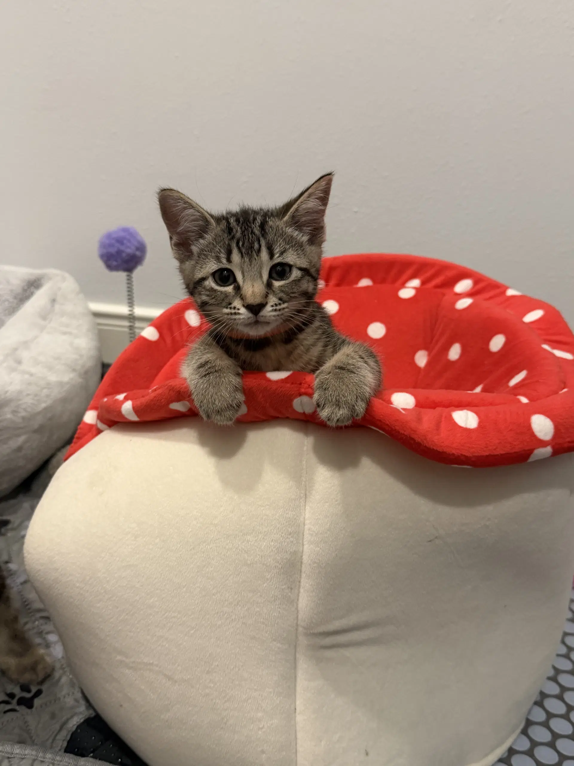 Harvest - Domestic Medium Hair
