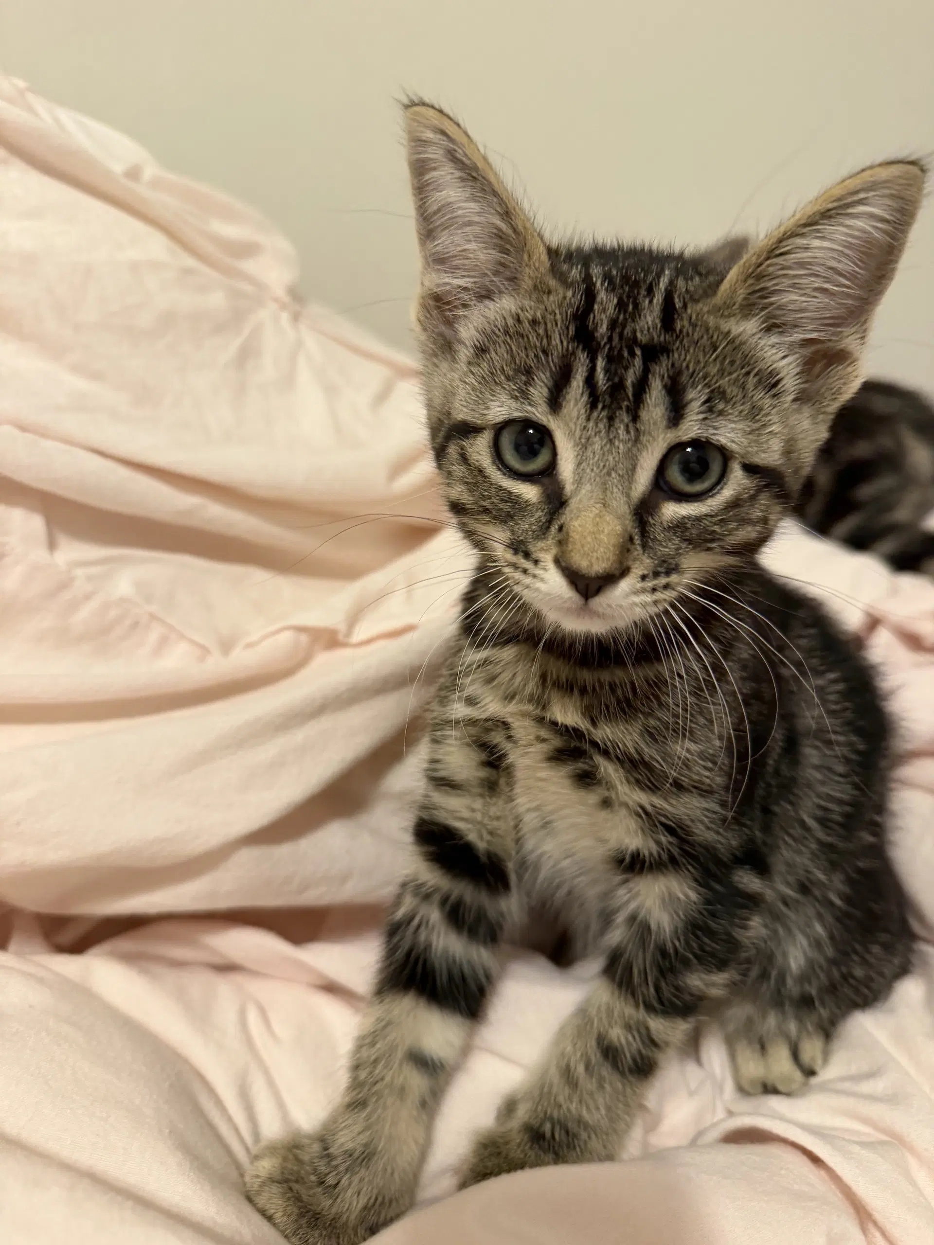 Hawthorne - Domestic Medium Hair