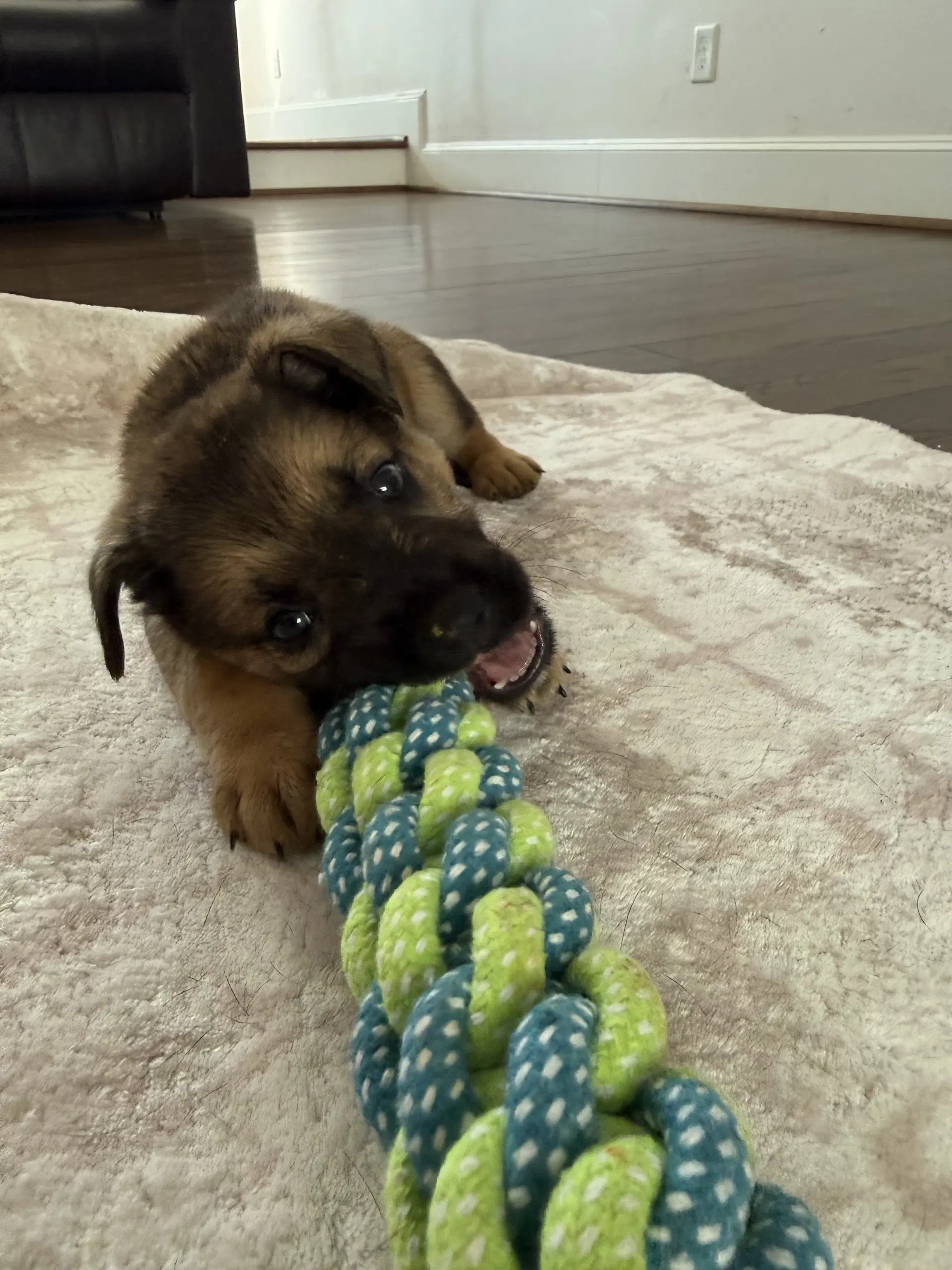 Thunder Pup - German Shepherd Dog
