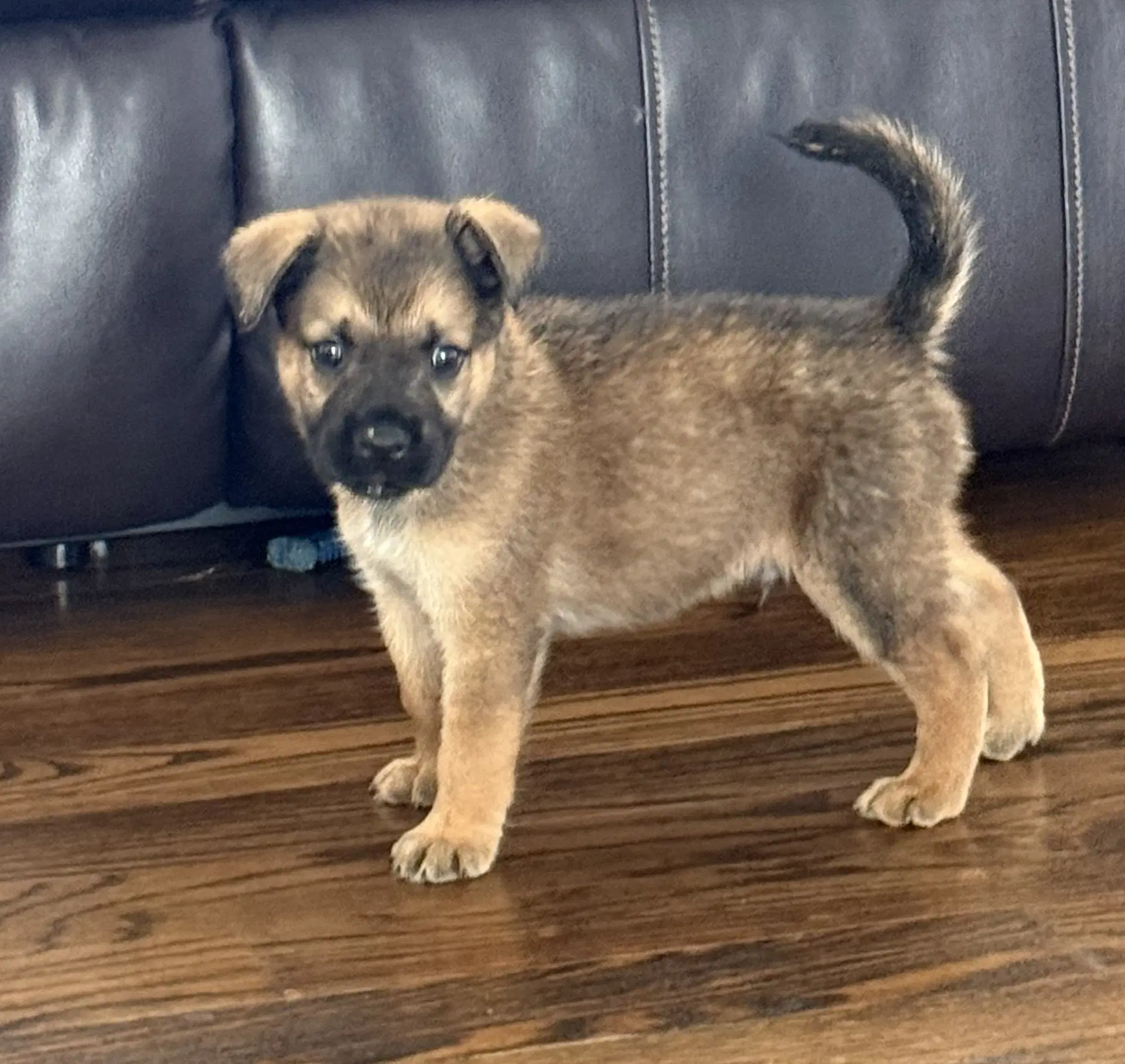 Thunder Pup image 2