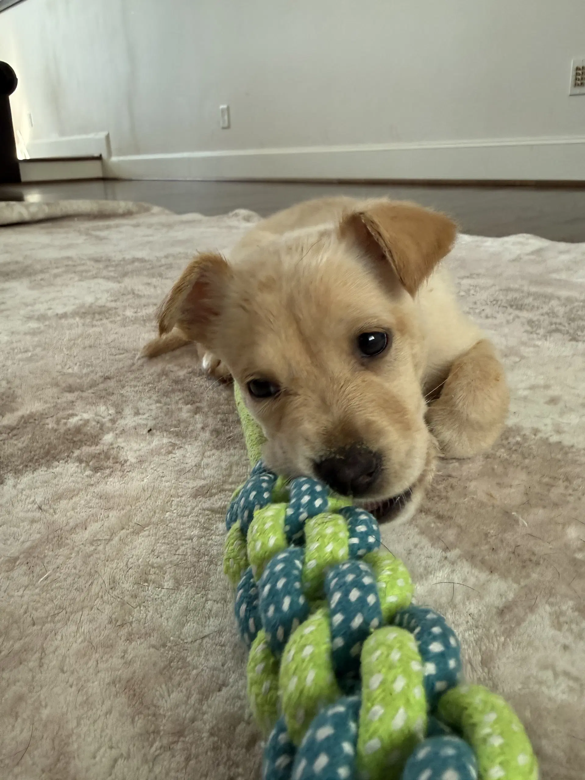 Rain - Labrador Retriever
