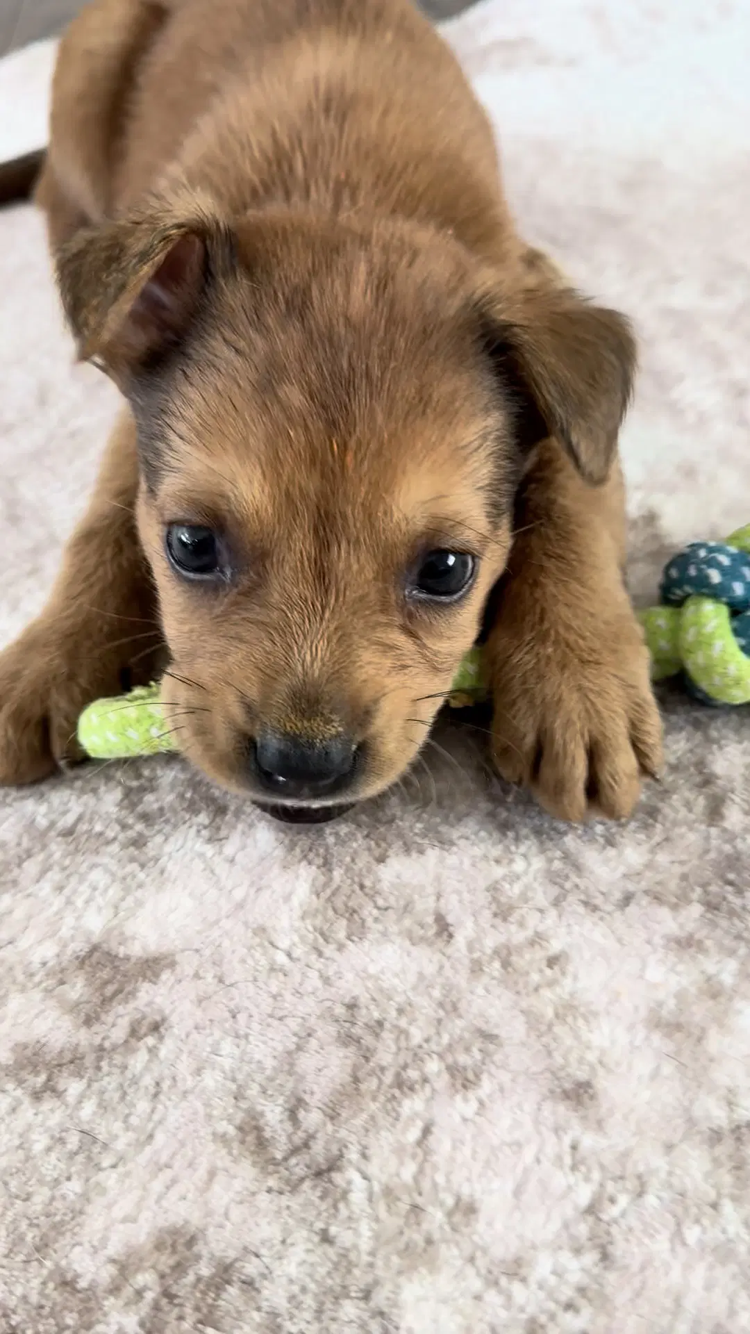 Cloudy Paws - Lab/German Shepard