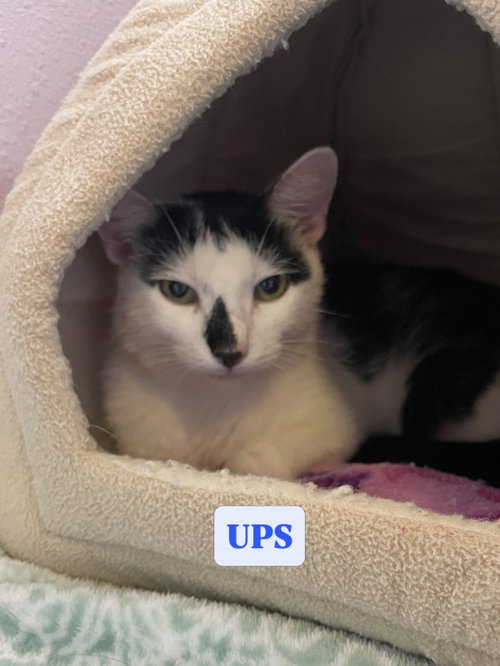 UPS, a cat for adoption from Operation Pets Alive