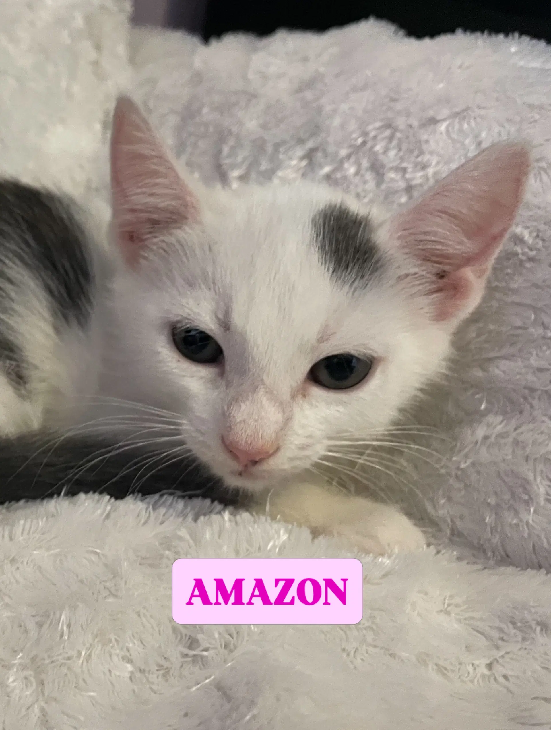 Amazon - Domestic Short Hair