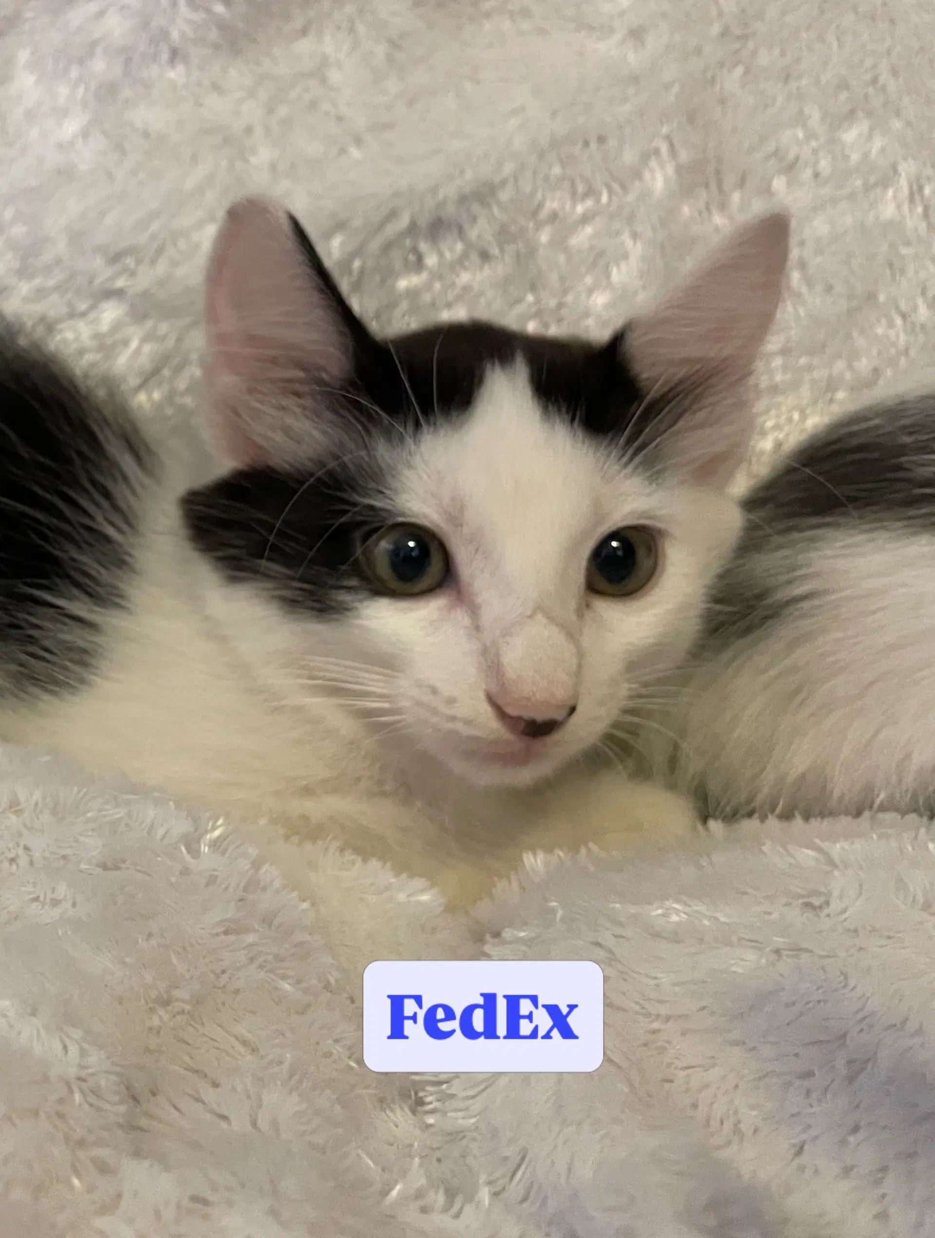 Fedex - Domestic Medium Hair