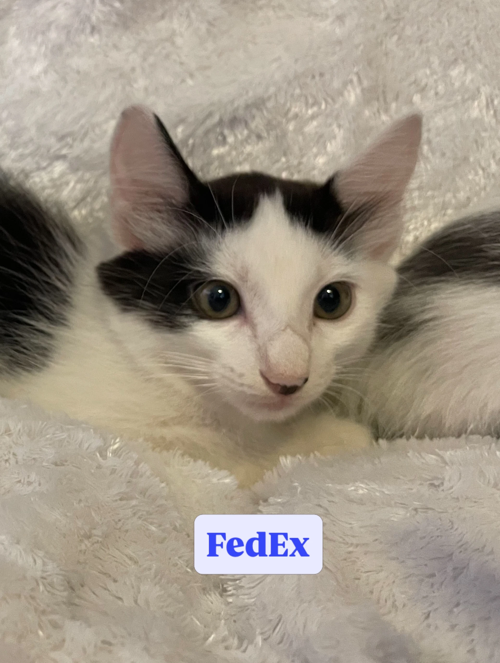 Fedex