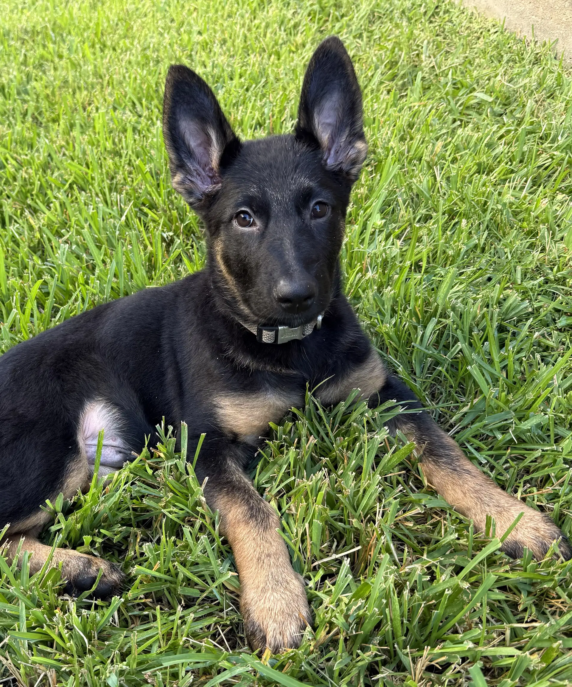 Corey - German Shepherd Dog