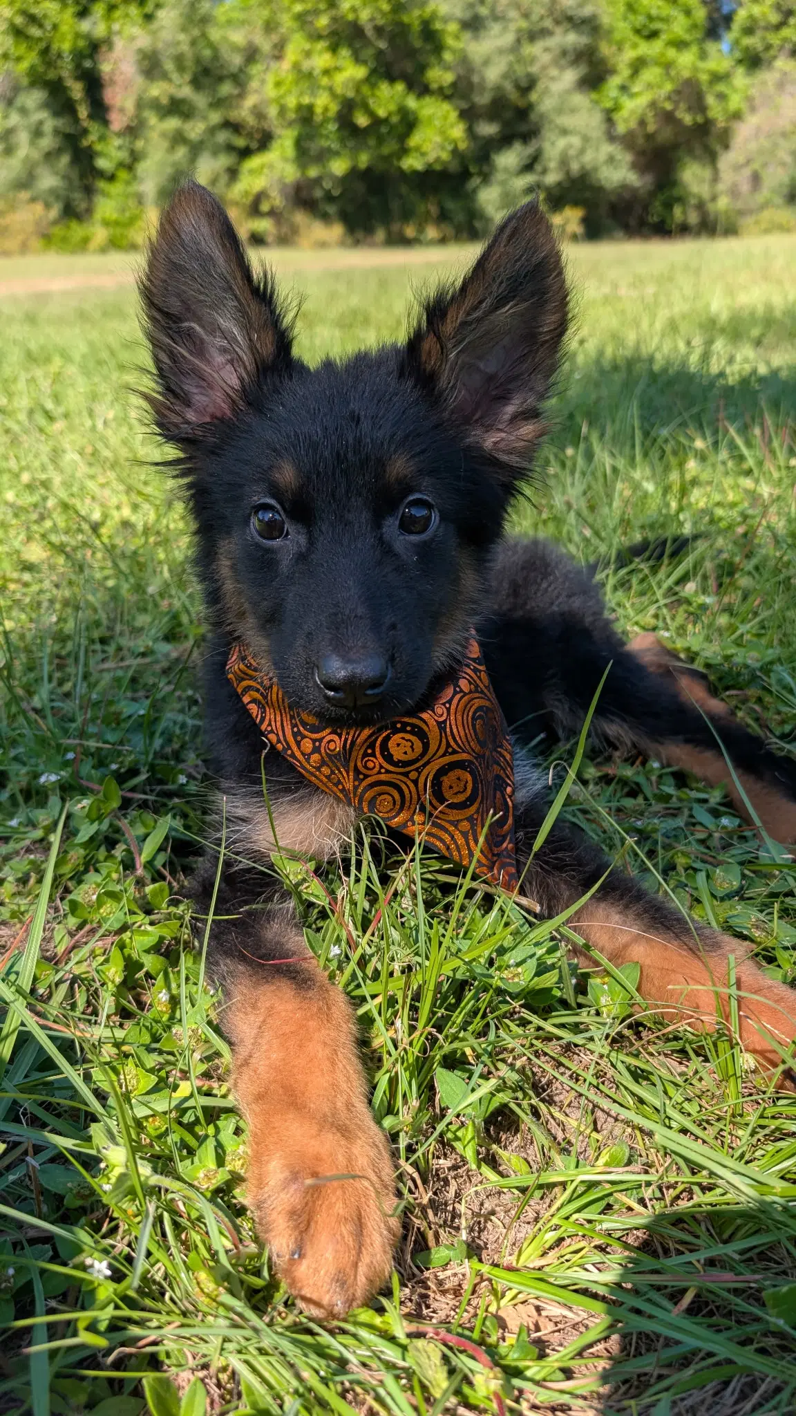 Lincoln - German Shepherd Dog