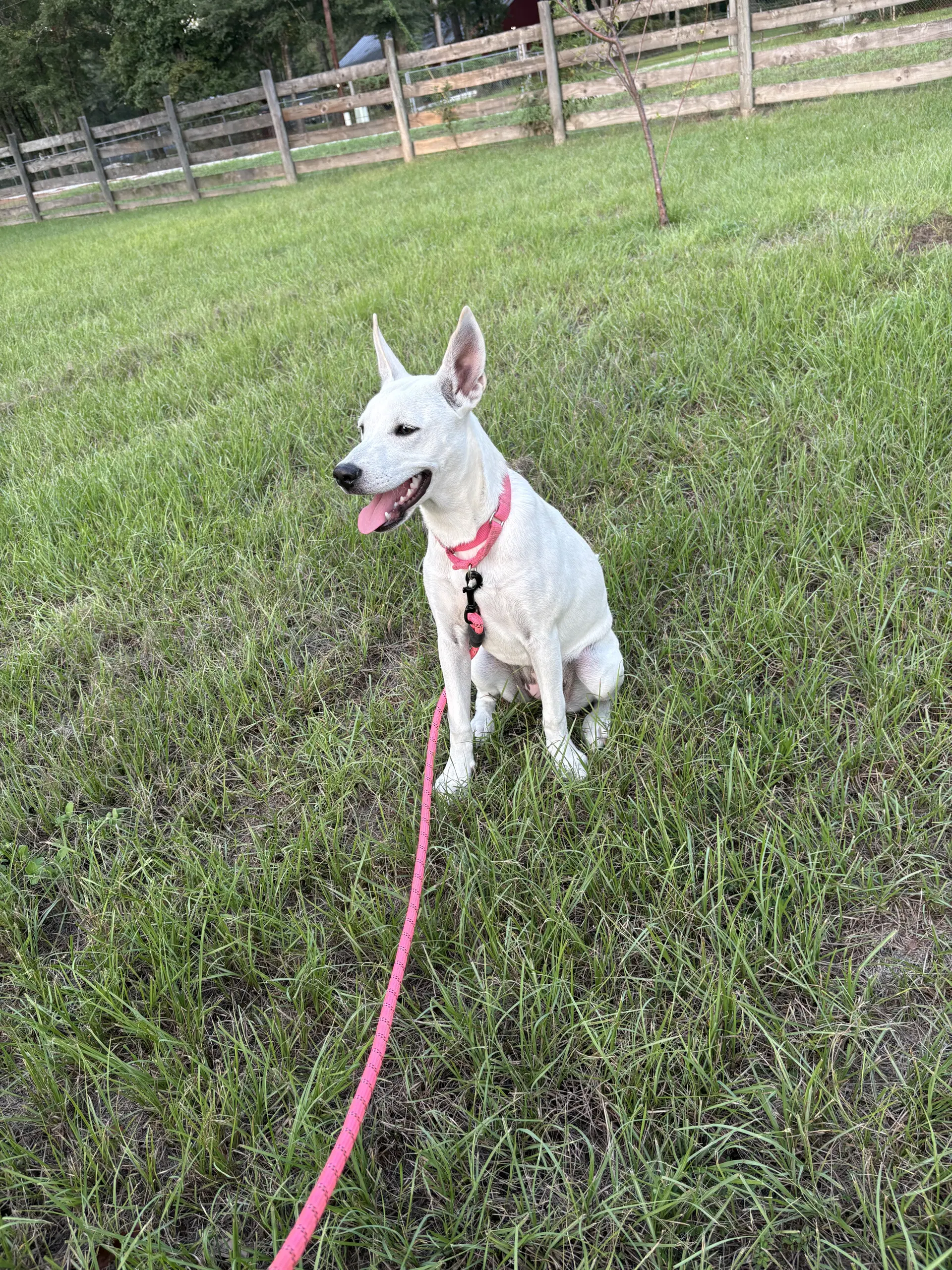 Luna Bean image 2