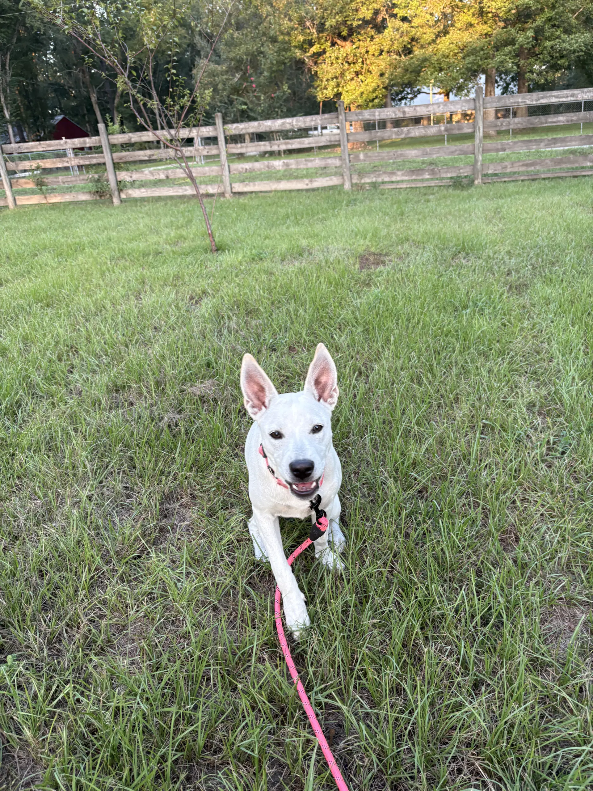 Luna Bean - Labrador Retriever