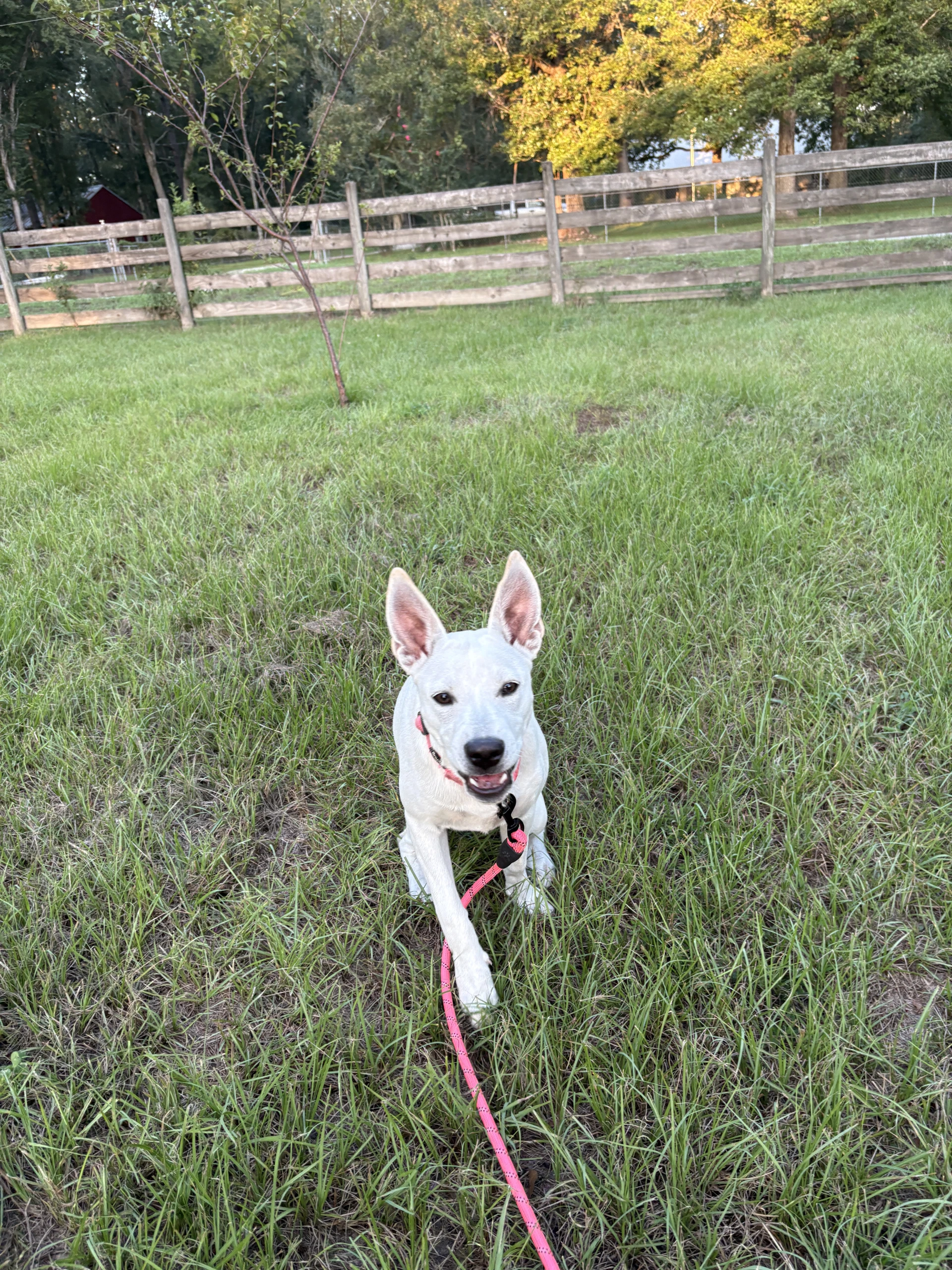 Luna Bean