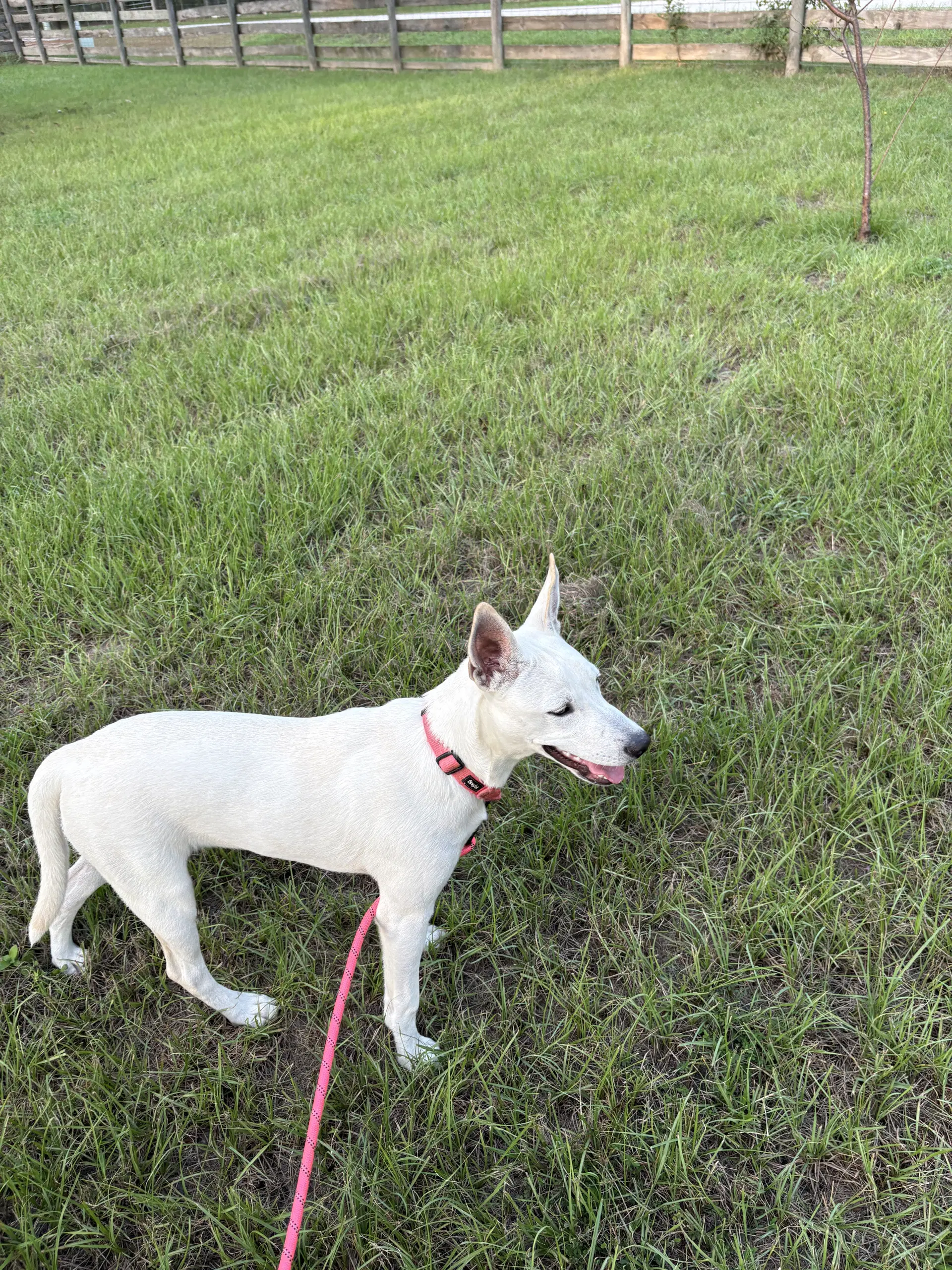 Luna Bean image 4