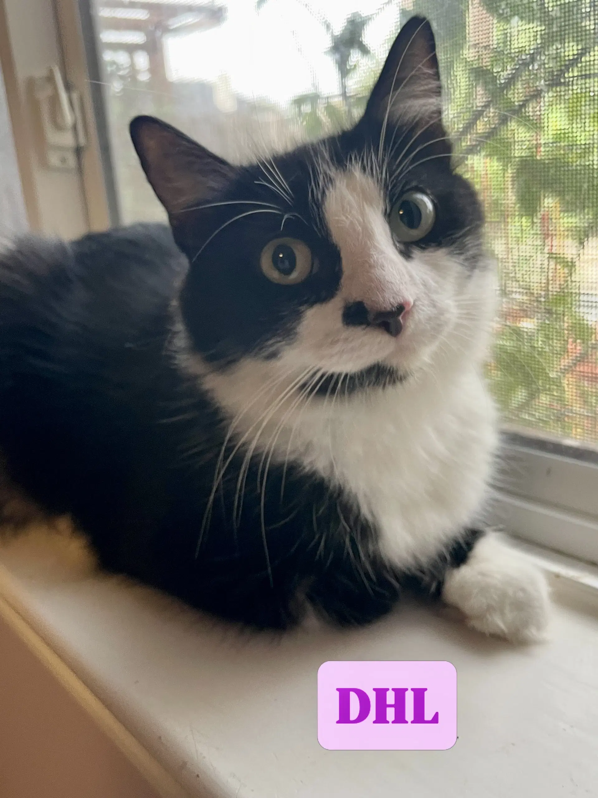 Dhl - Domestic Medium Hair