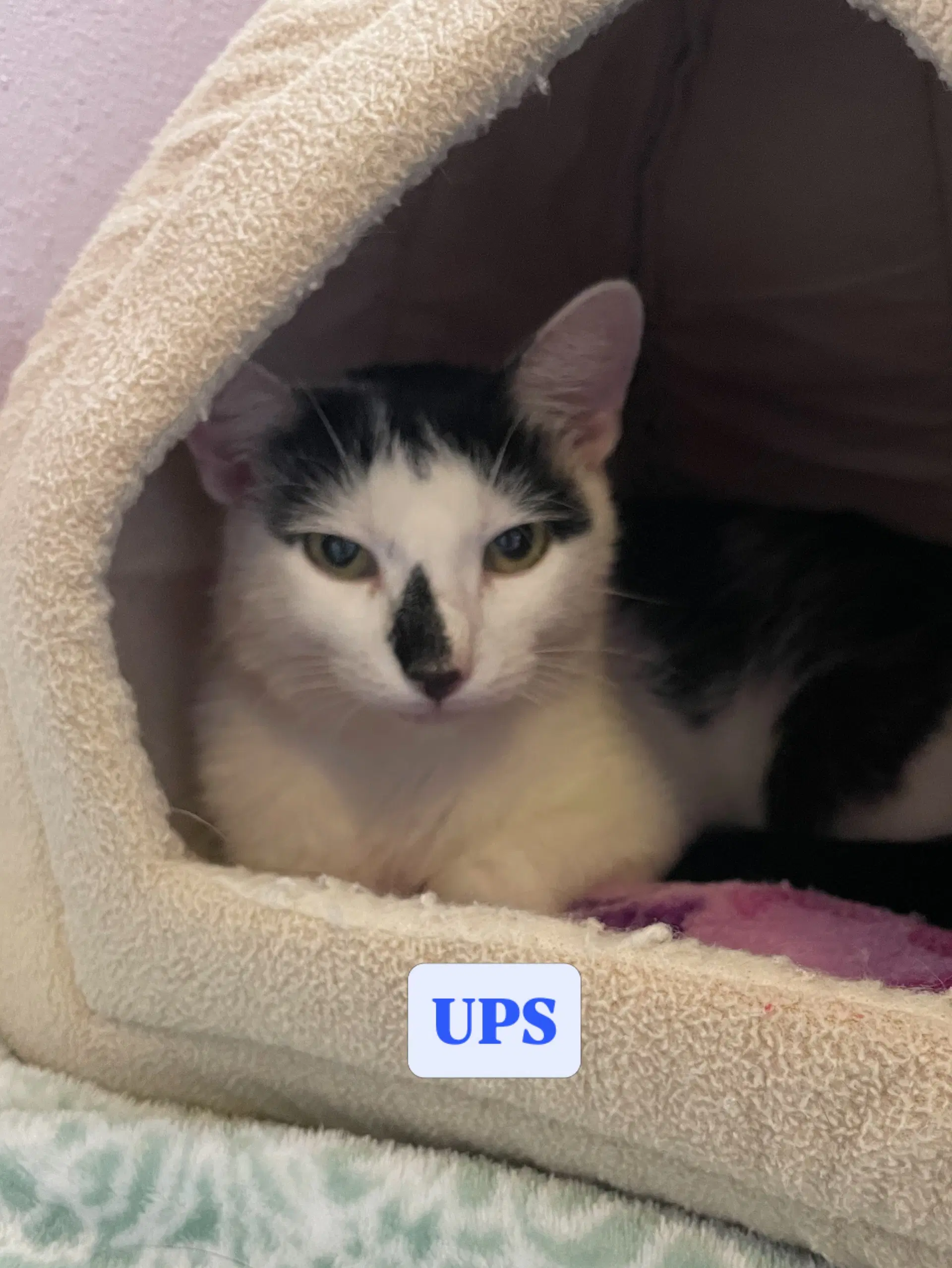 Ups - American Shorthair