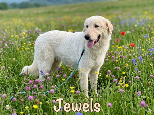 Jewels image 2
