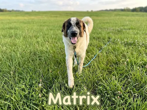 Matrix image 2