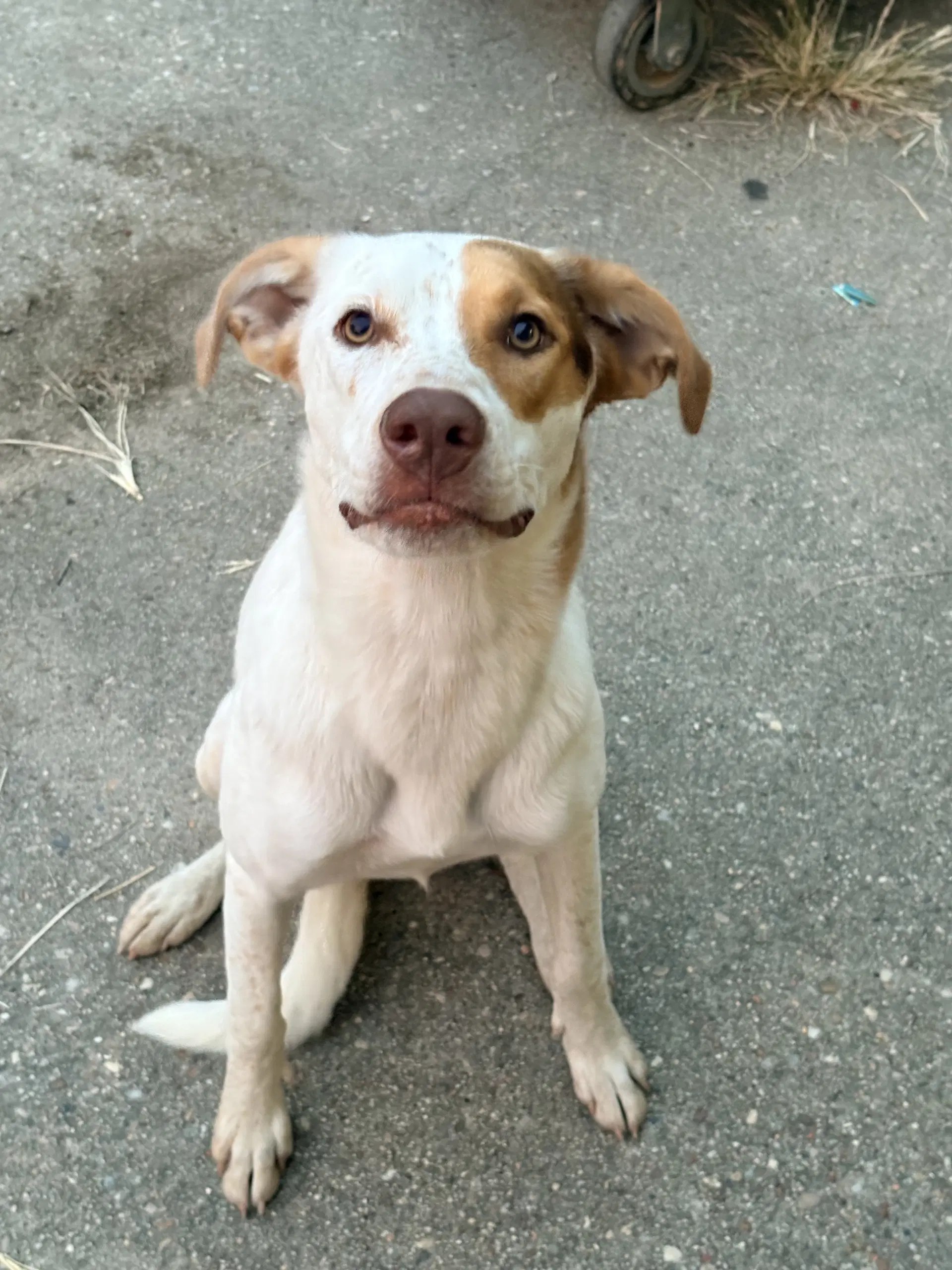 Devine - Cattle Dog