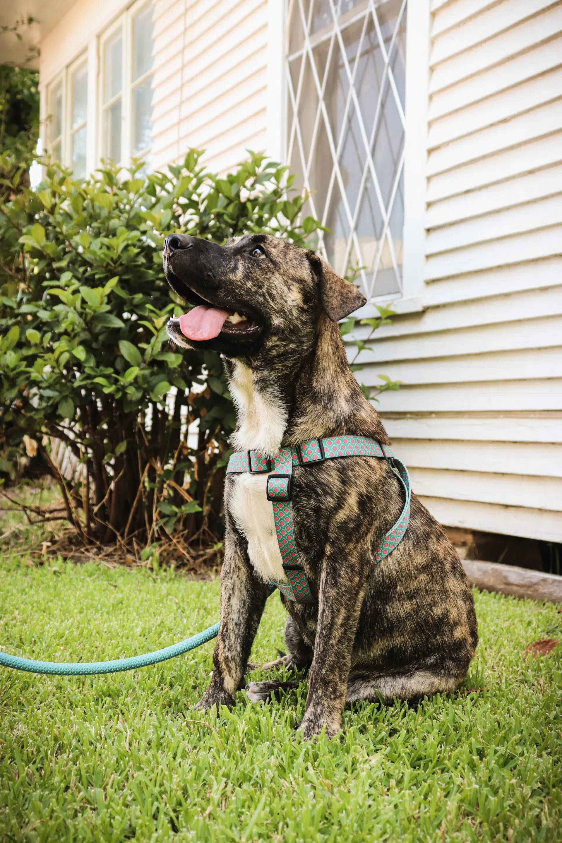 June Berry - Hound