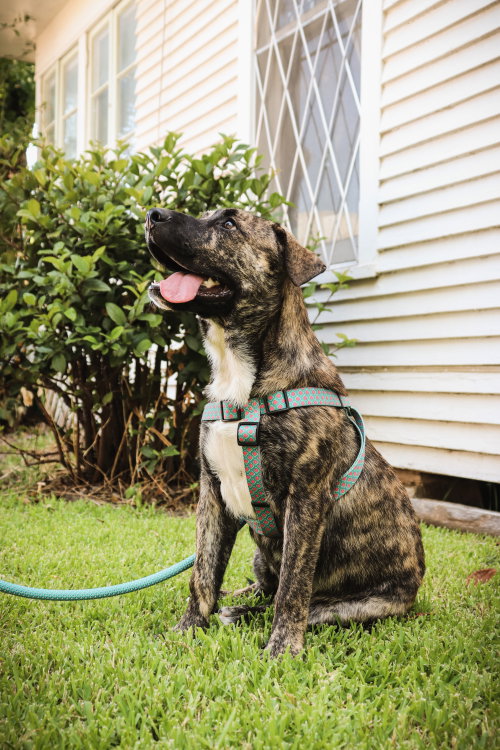 June Berry, a dog for adoption from Operation Pets Alive
