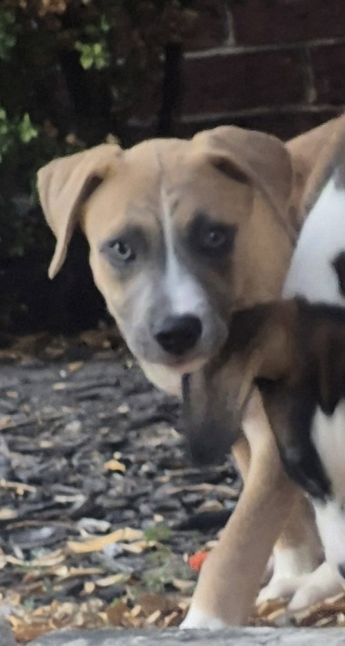 Riley, a dog for adoption from Operation Pets Alive