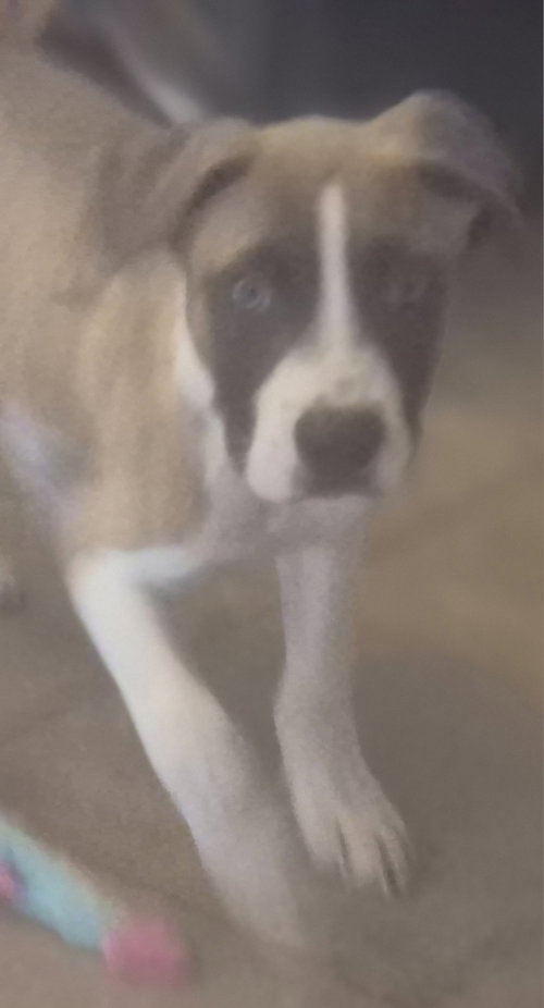 Ronan, a dog for adoption from Operation Pets Alive
