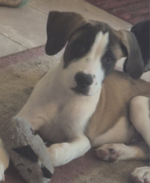 Ryder, a dog for adoption from Operation Pets Alive