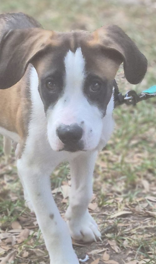 Photo 2 of Ryder
