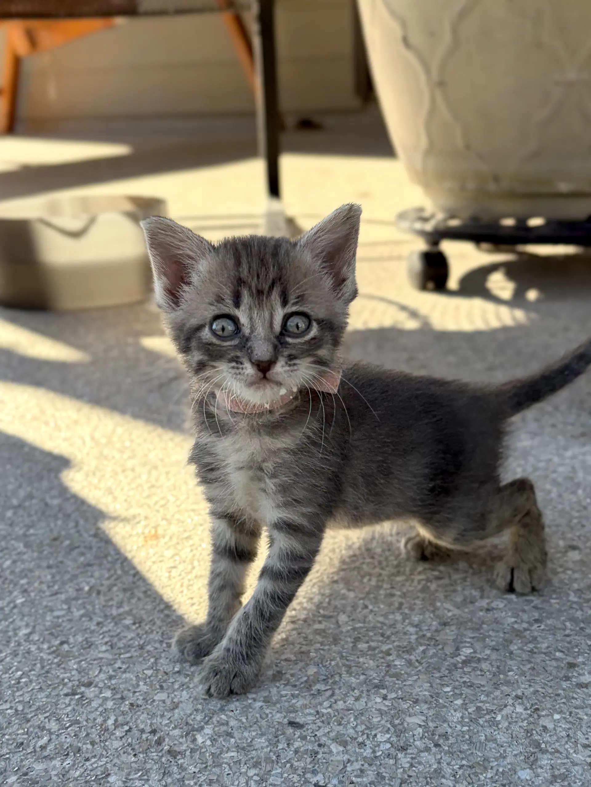 Dolly - Domestic Medium Hair