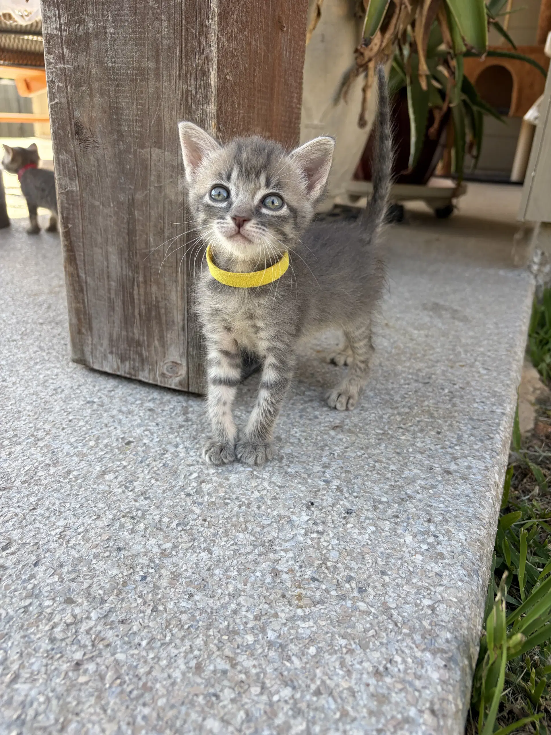 Jodee - Domestic Short Hair