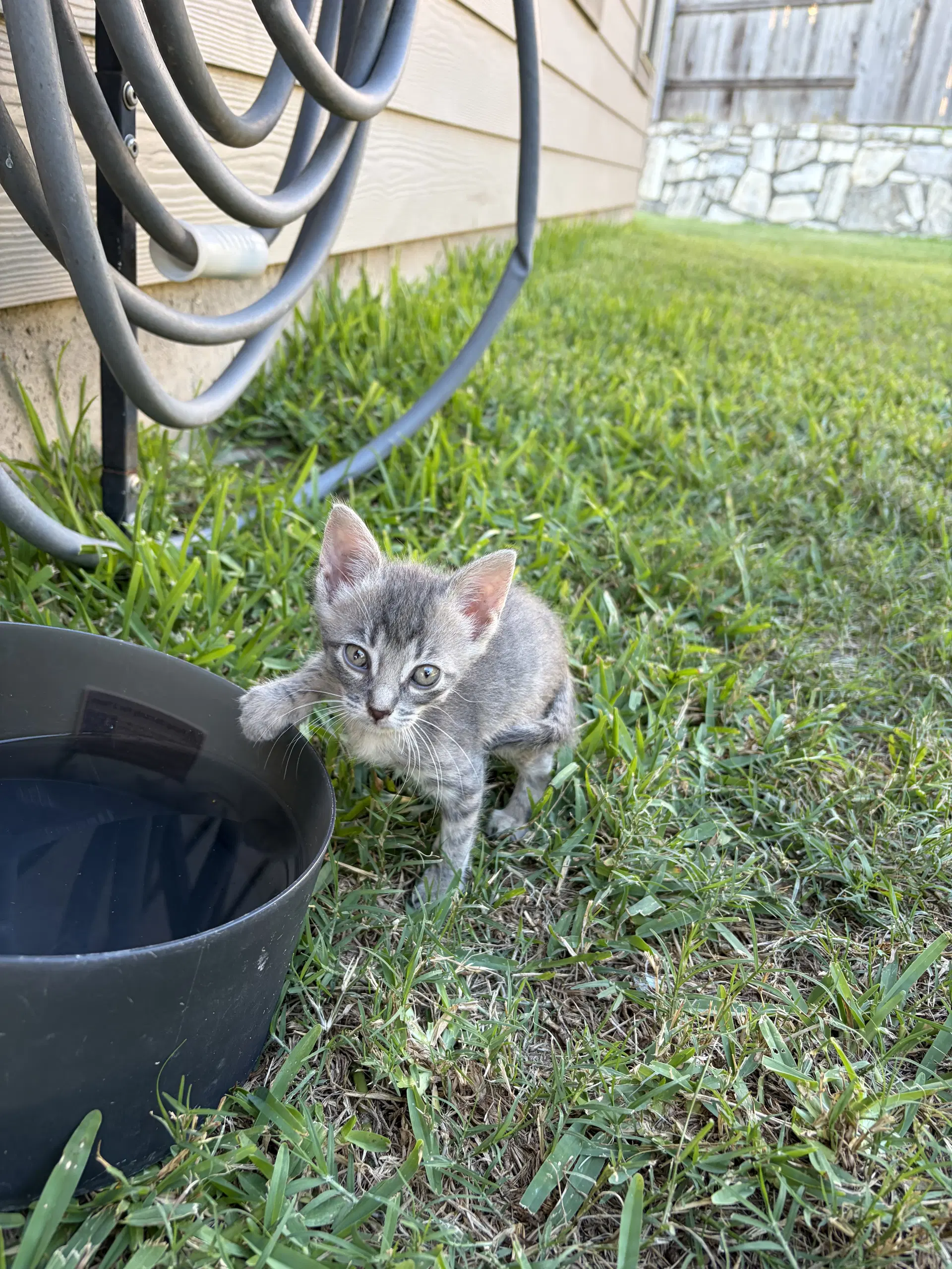 Reba - Domestic Short Hair