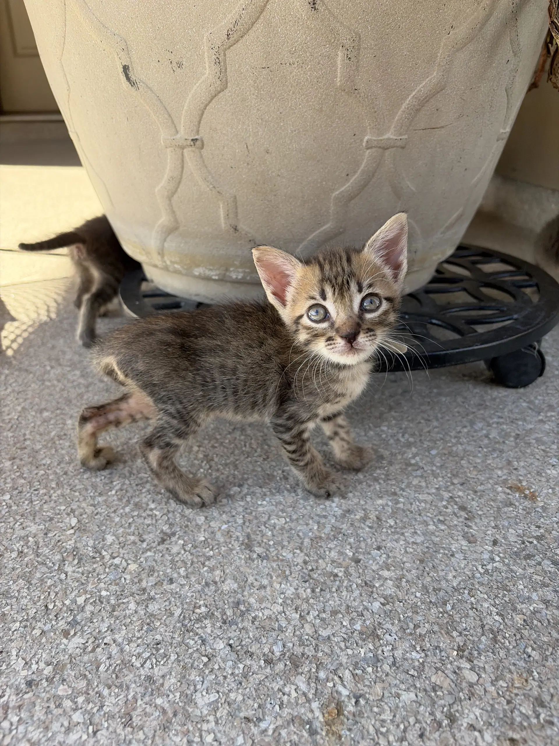 Loretta Lyn - Domestic Short Hair