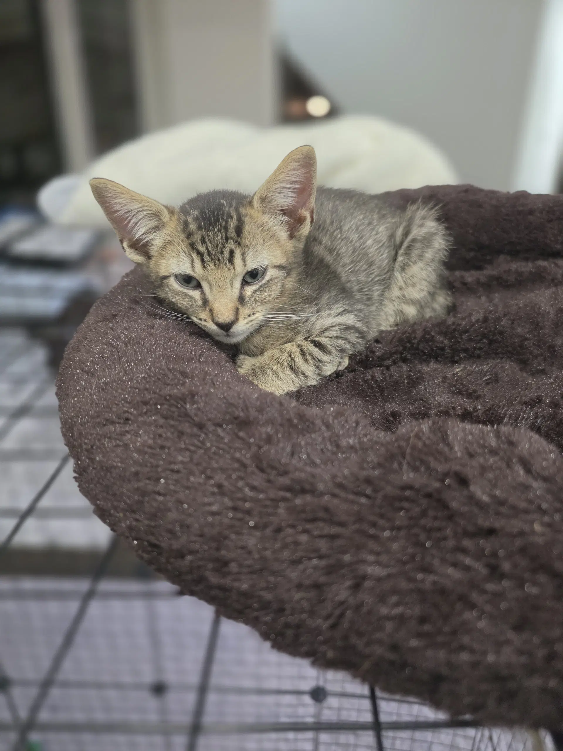 Alfa Romeo - Domestic Short Hair