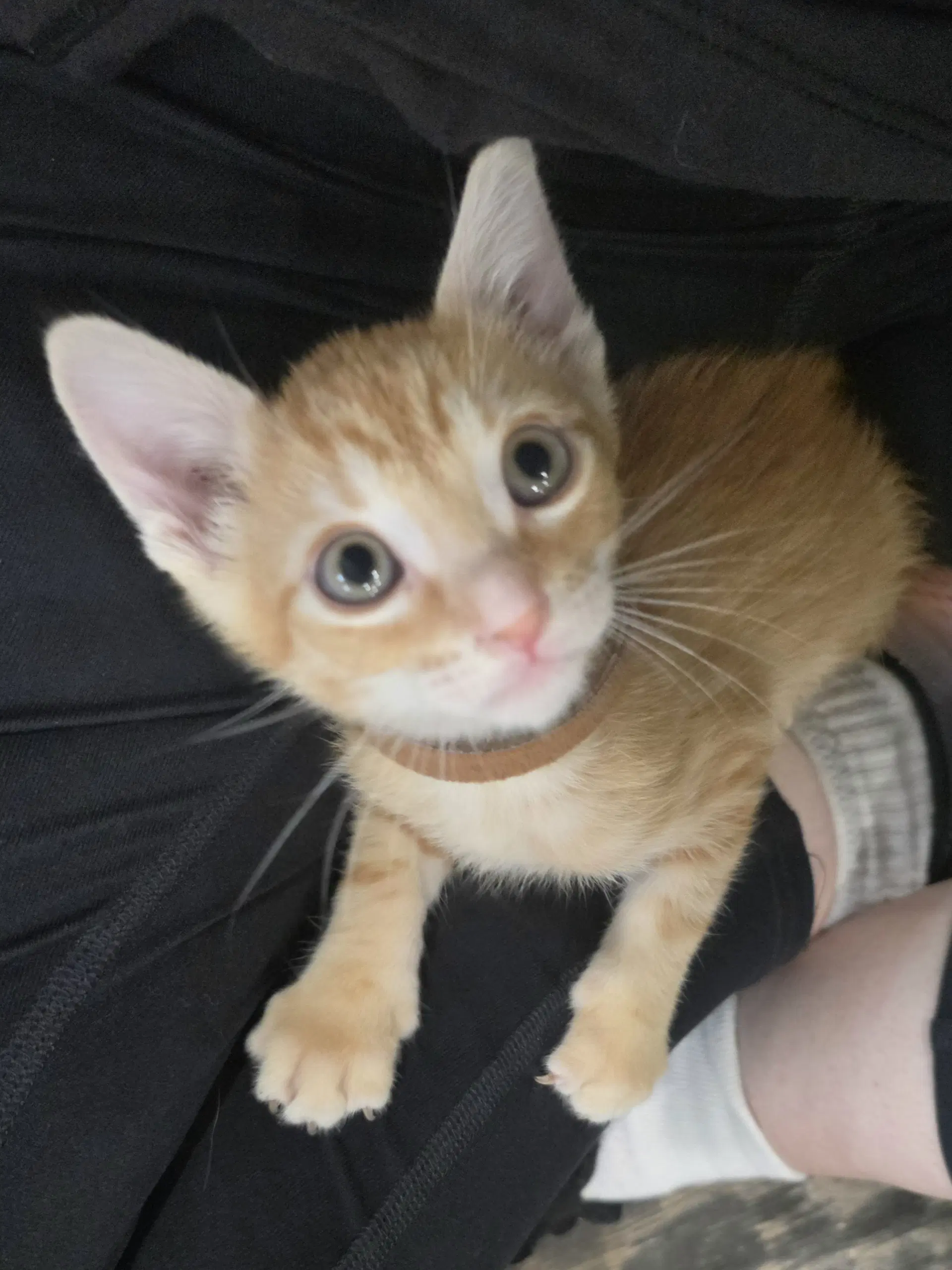 Bugatti - Domestic Short Hair