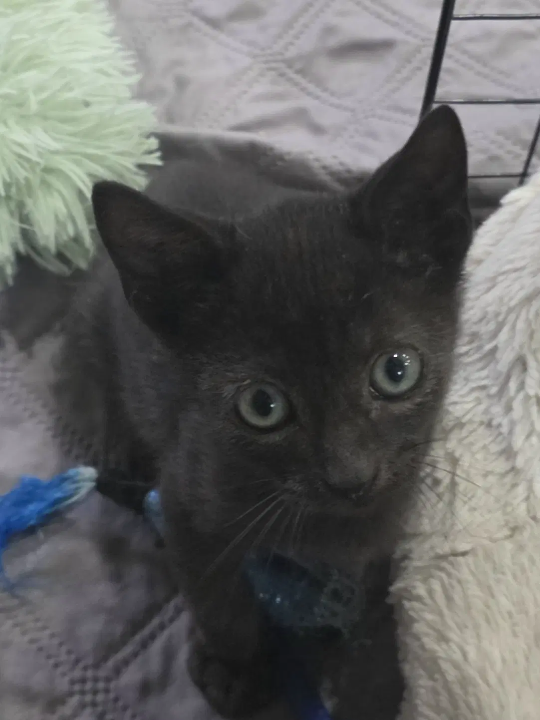 Maserati - Domestic Short Hair