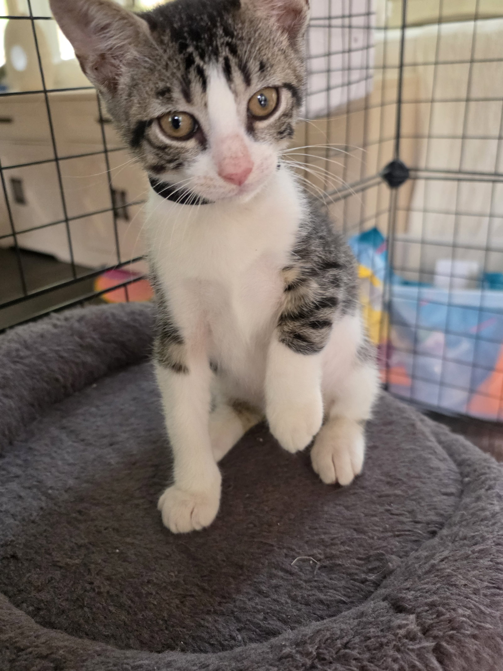 Eminem, Domestic Short Hair