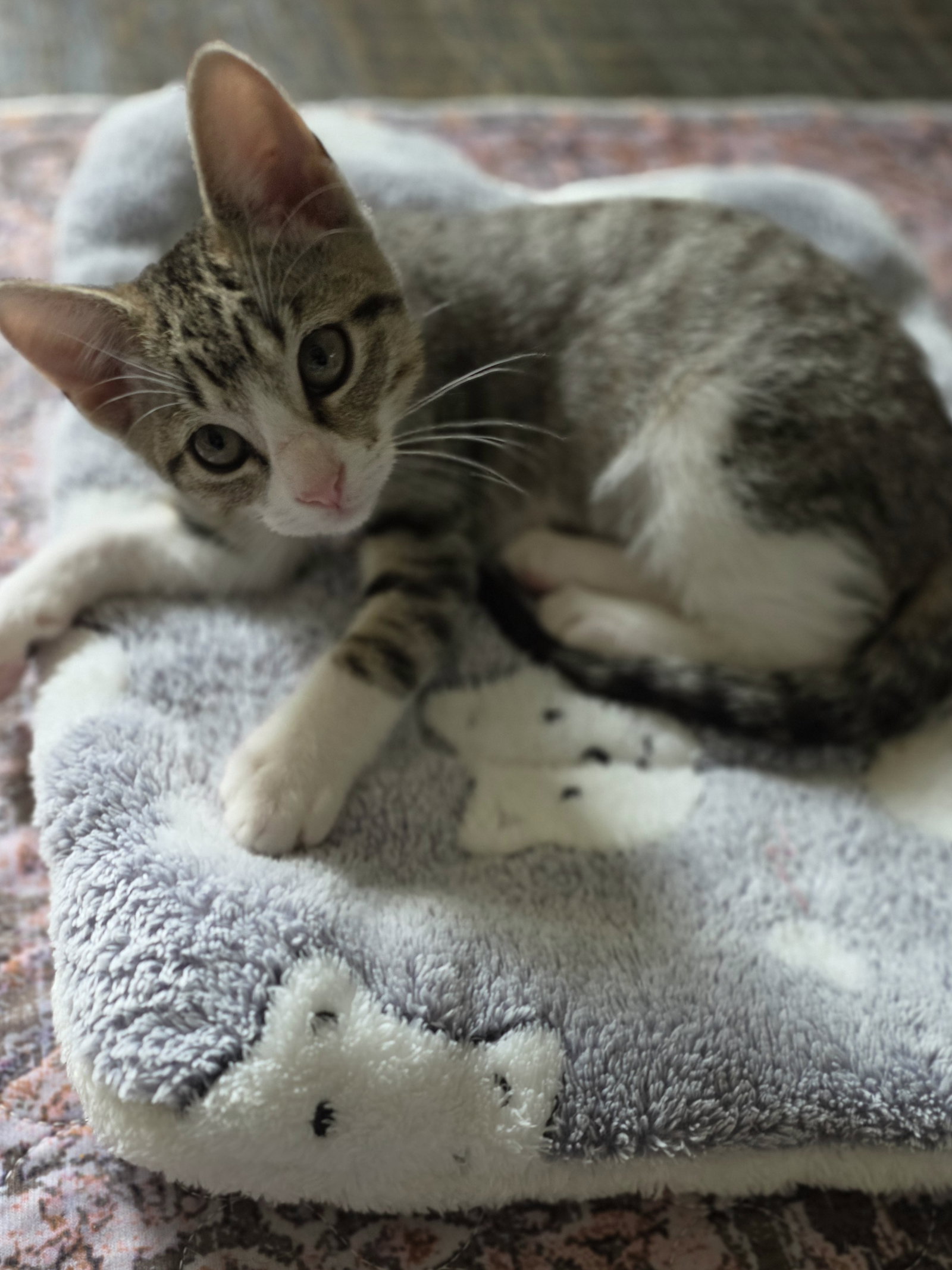 Madonna, Domestic Short Hair