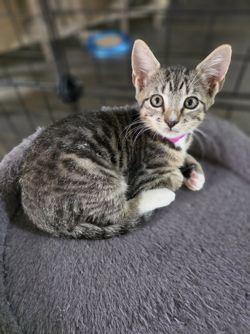Rhianna, a cat for adoption from Operation Pets Alive