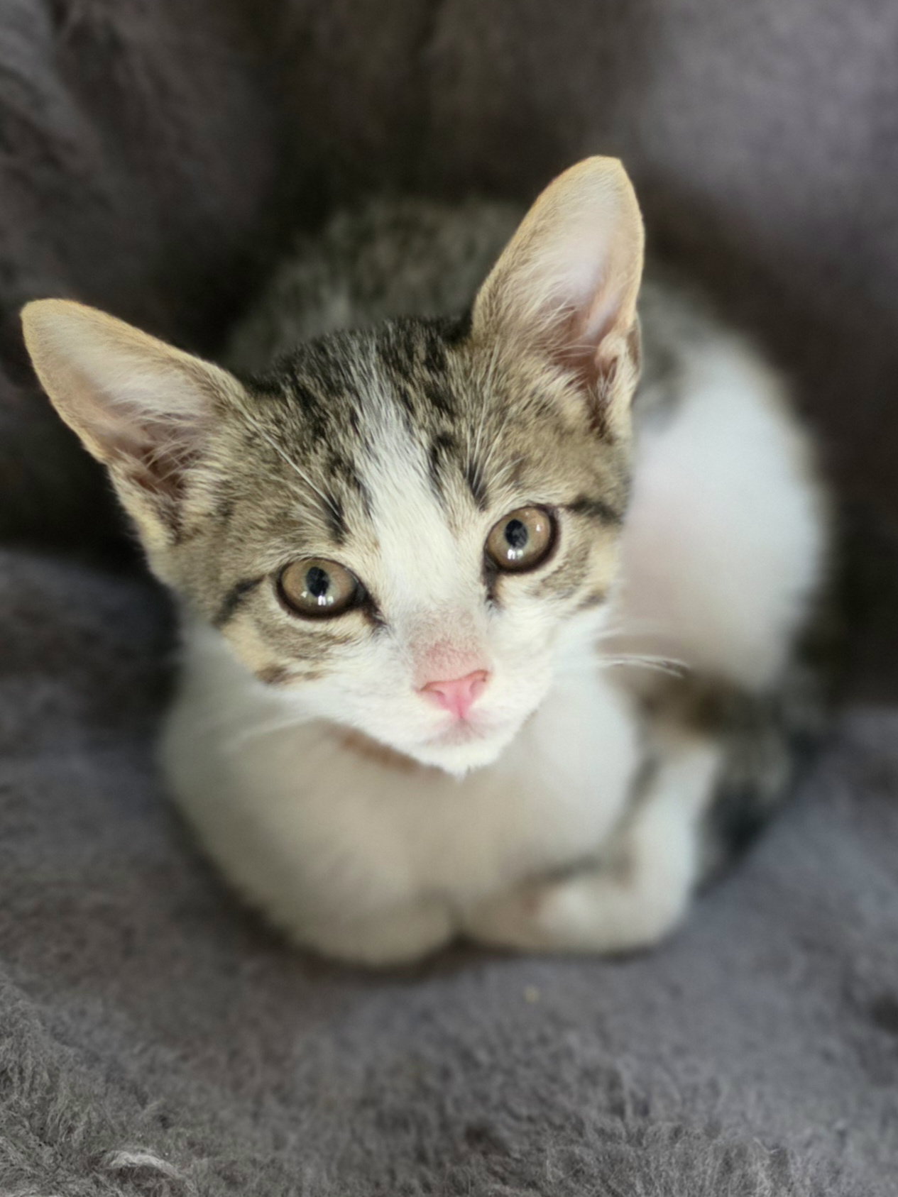 Sting, Domestic Short Hair