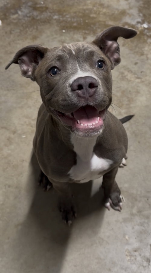 Stella, a dog for adoption from Operation Pets Alive