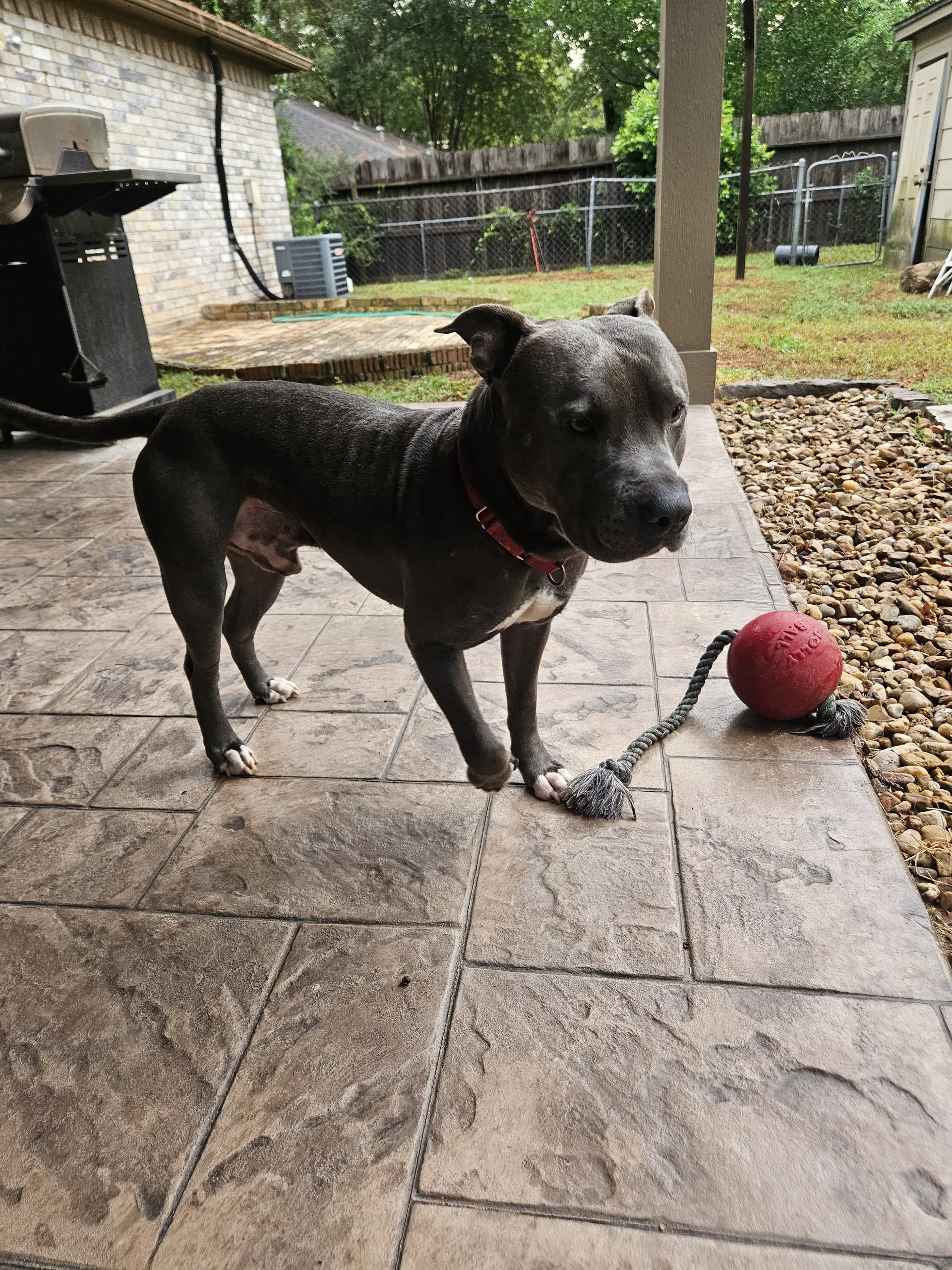 Lou - Pit Bull Terrier