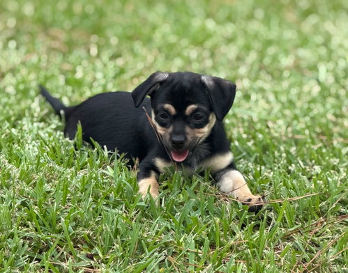 Poppy, a dog for adoption from Operation Pets Alive