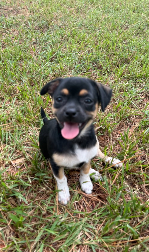 Cookie Dough, a dog for adoption from Operation Pets Alive