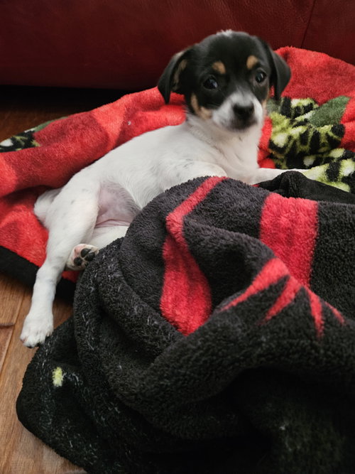 Photo 2 of Violet