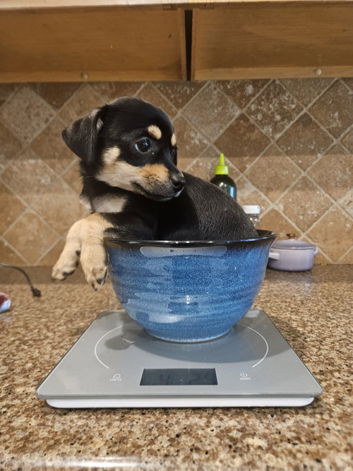Daisy stevens, a dog for adoption from Operation Pets Alive