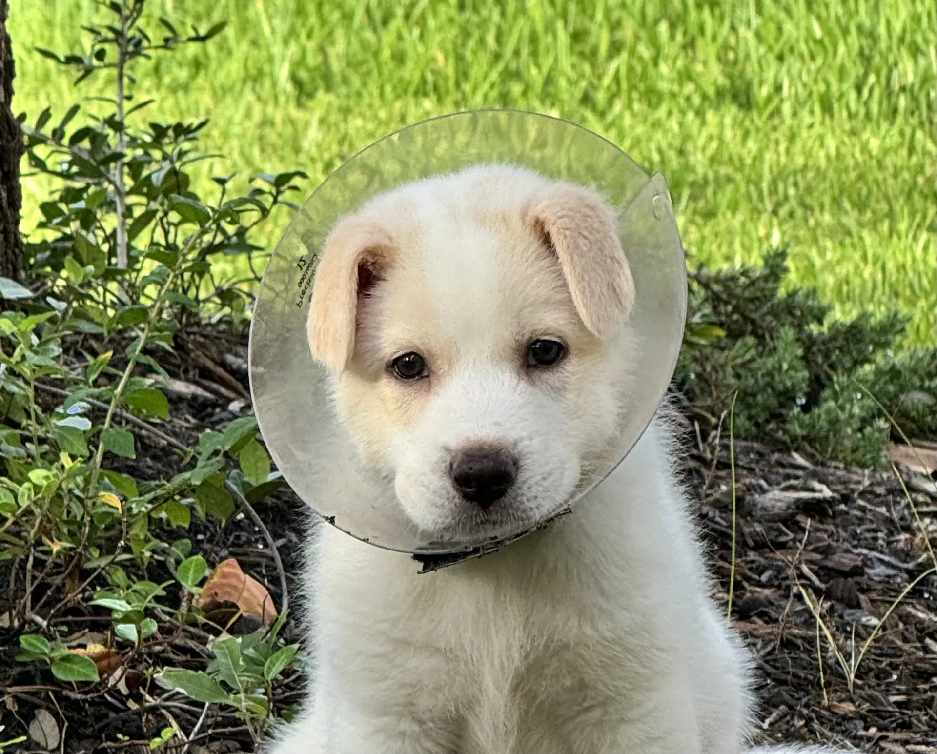 Ranger - Great Pyrenees